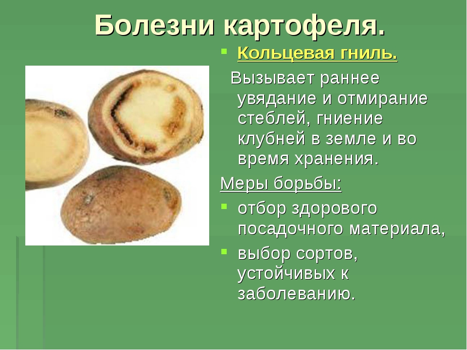 Кольцевая гниль