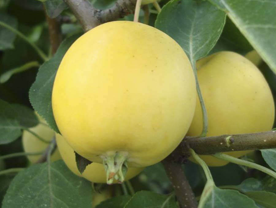 Яблоня уральское наливное: описание, фото яблок, выращивание