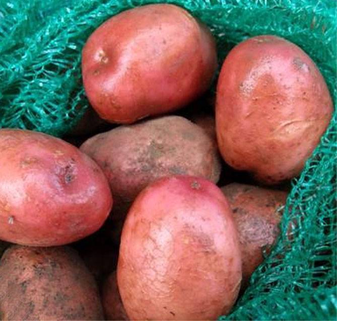 Описание сорта картофеля ирбитский