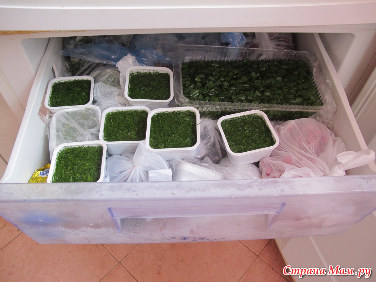 Можно ли сохранить укроп свежим в холодильнике и как его заготовить другими способами?