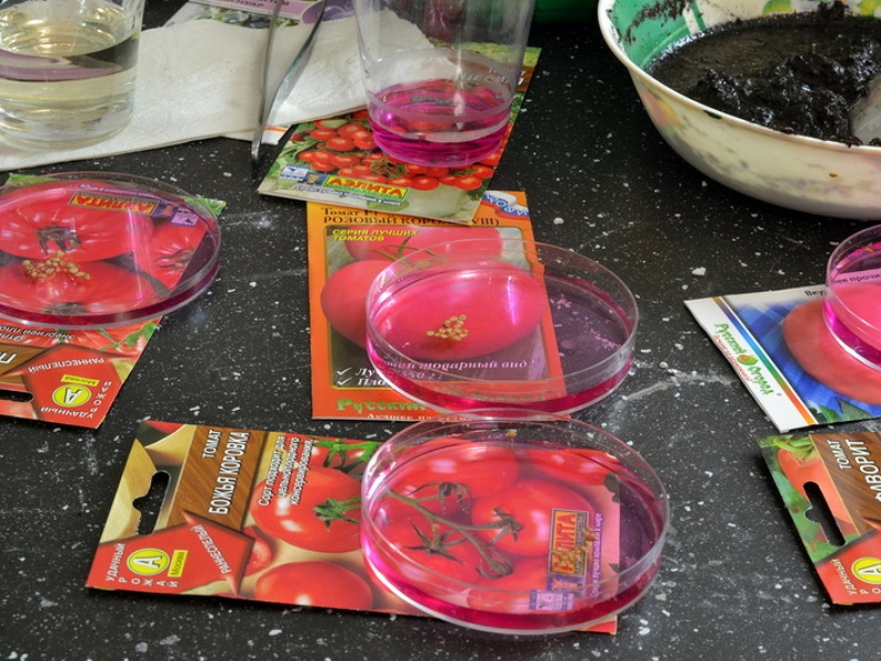 Замачивание семян томатов в перекиси водорода перед посадкой: пошаговая инструкция по этой процедуре, а также по посеву помидоров на рассаду после обработки русский фермер