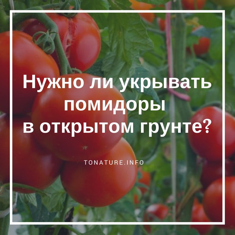 Как высаживать помидоры: выбор сорта, рассада, посадка, уход