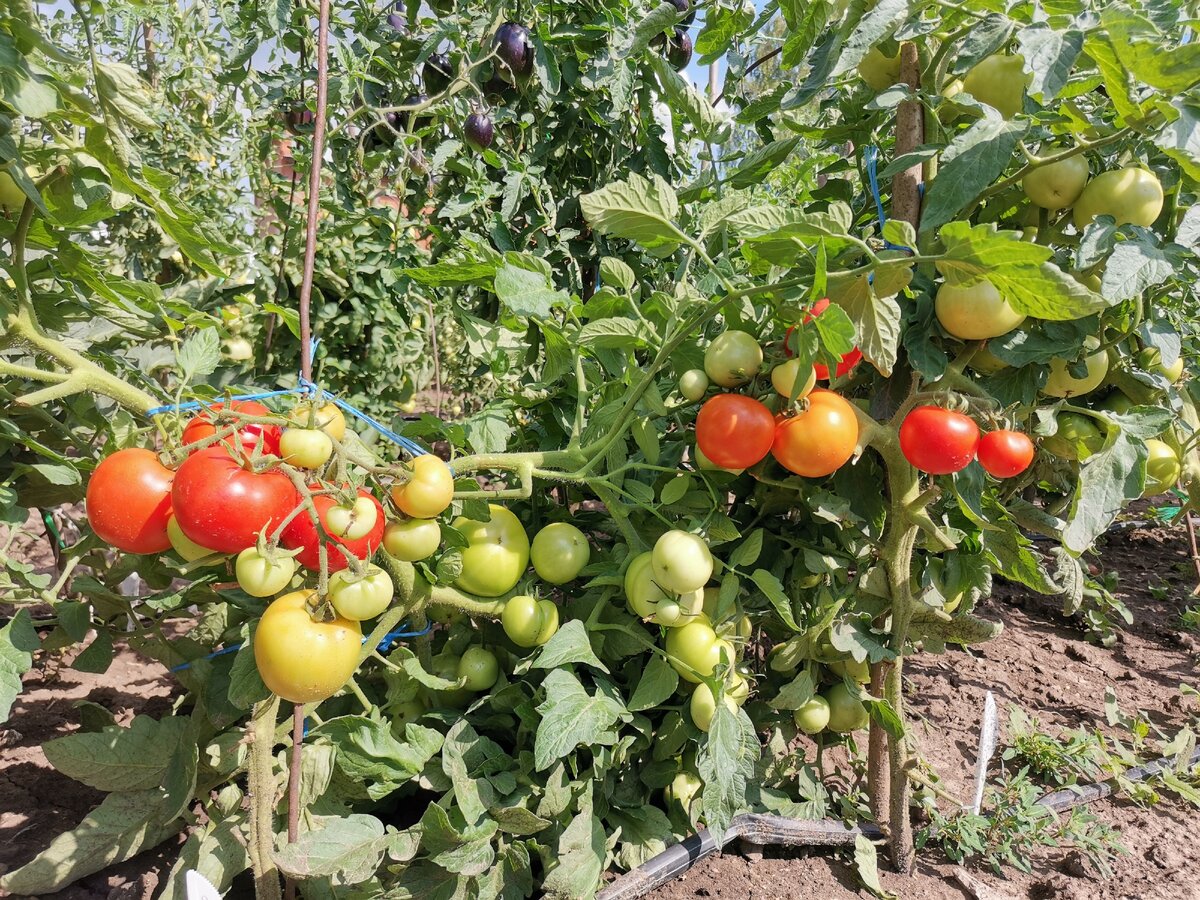 Топ-10 лучших сортов томатов для теплиц – рейтинг 2020 года
