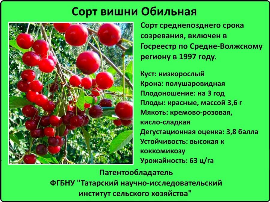 Описание и характеристики сорта вишни Новелла, тонкости выращивания