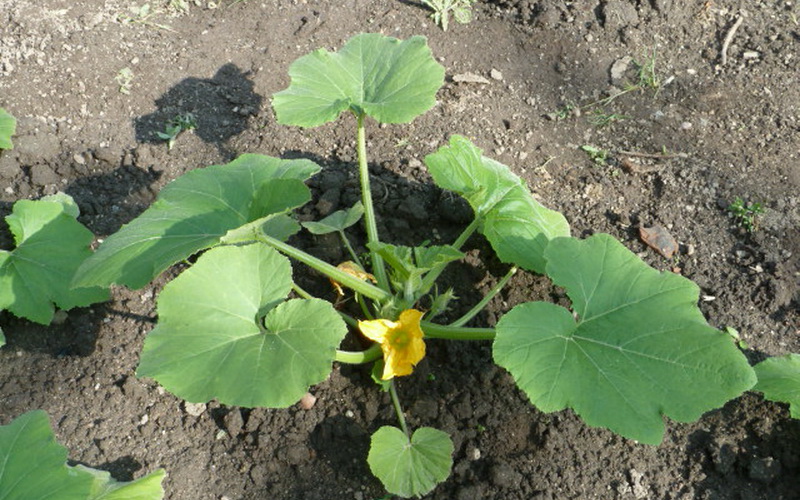 Овощи патиссоны: выращивание из семян, посев на рассаду и в открытый грунт, видео, посадка и уход на грядке