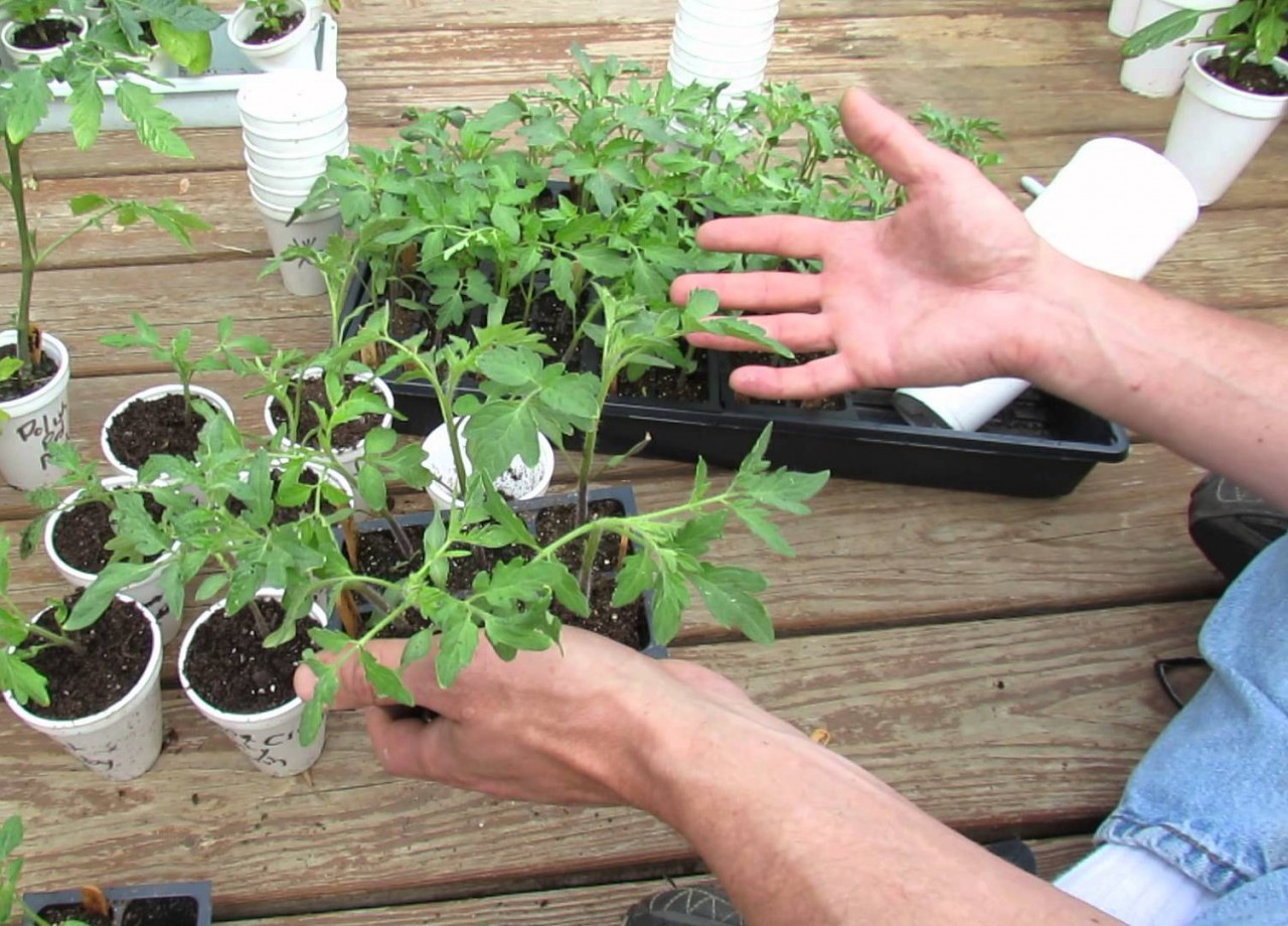 Пикировка помидор: когда пикировать, какой состав грунта выбрать, как правильно пересаживать рассаду томатов, если она вытянулась и обязательна ли это делать