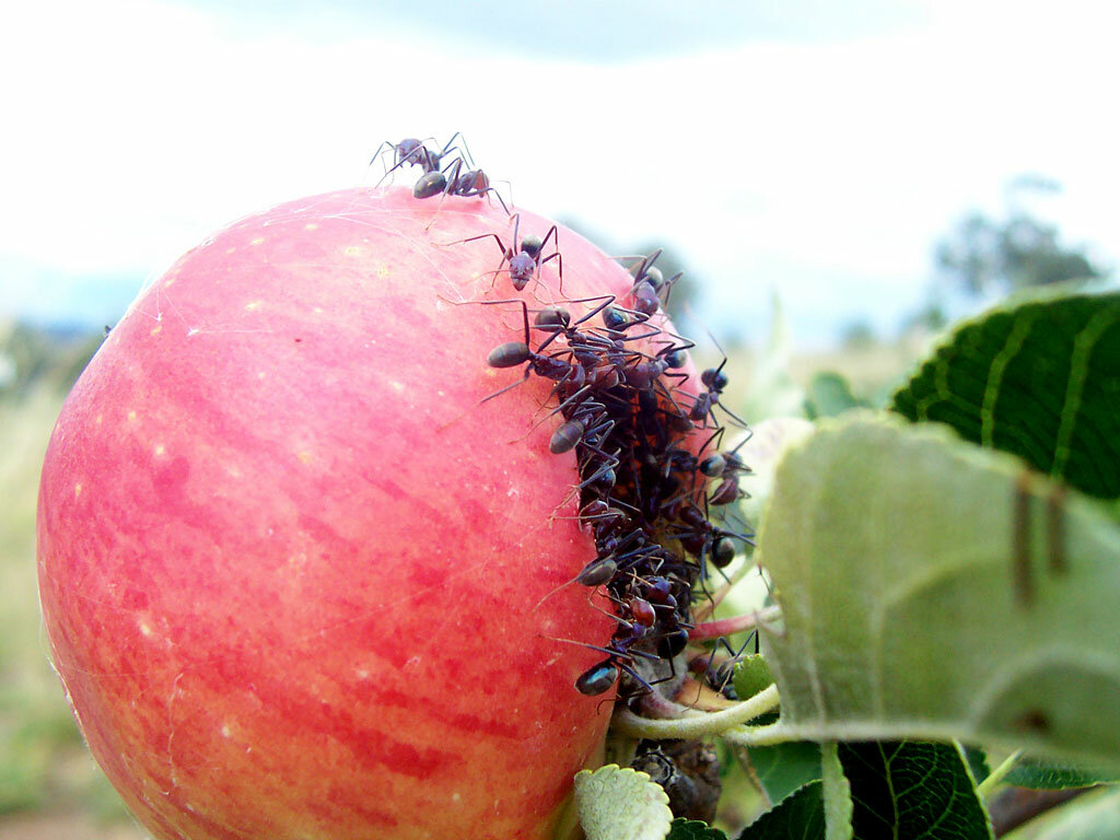 Вредители яблони: как с ними бороться и когда проводить обработку