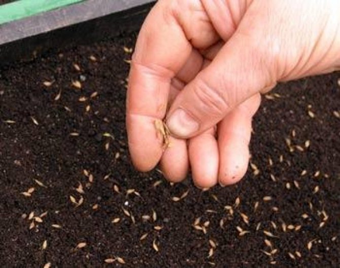 Как и когда сеять кориандр под зиму: рекомендации по выращиванию на зелень и семена в открытом грунте | садоводство и огородничество