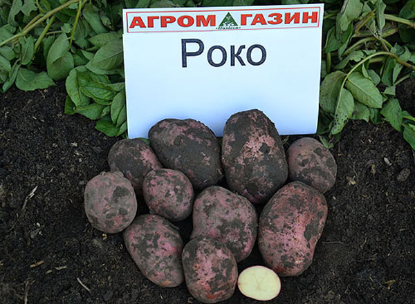 Описание и характеристики сорта картофеля Рокко, выращивание и уход