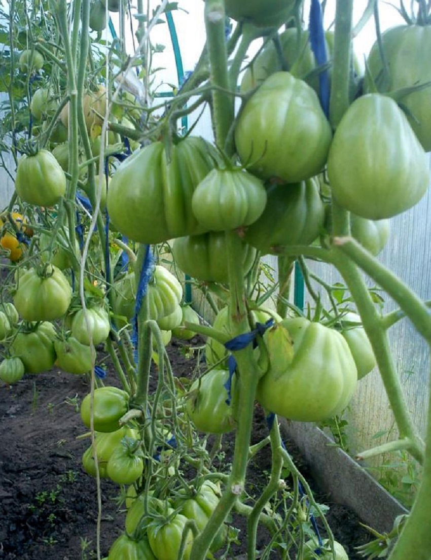 Томат пузата хата: описание, характеристика и урожайность сорта + особенности выращивания, отзывы огородников о помидоре