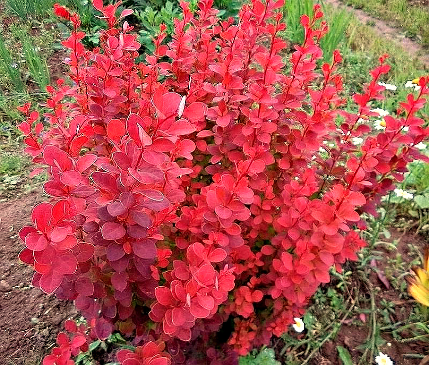 Барбарис декоративный кустарник фото бордовый в ландшафтном дизайне