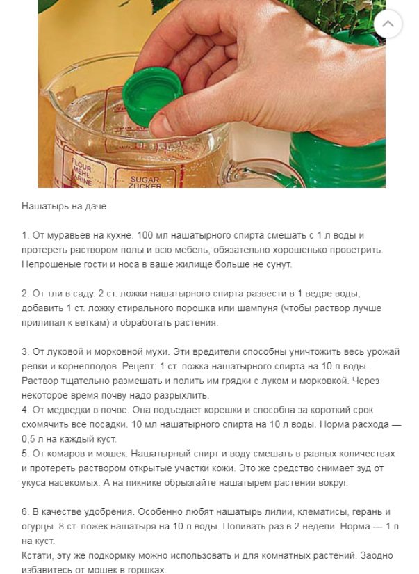 Обработка огурцов нашатырным спиртом от болезней и вредителей: правила обработки