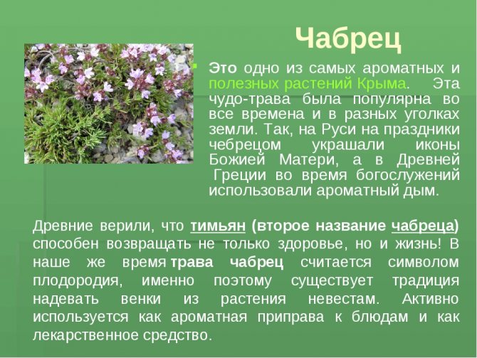 Чабрец (тимьян): особенности выращивания в квартире и условиях подмосковья - цветочки - медиаплатформа миртесен