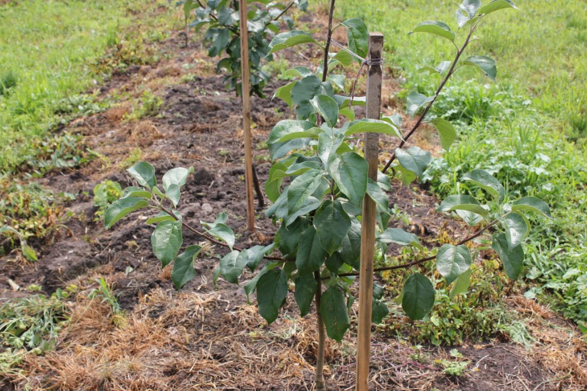 Яблоня колоновидная - выращивание и уход - полезные свойства | дом, сад и огород