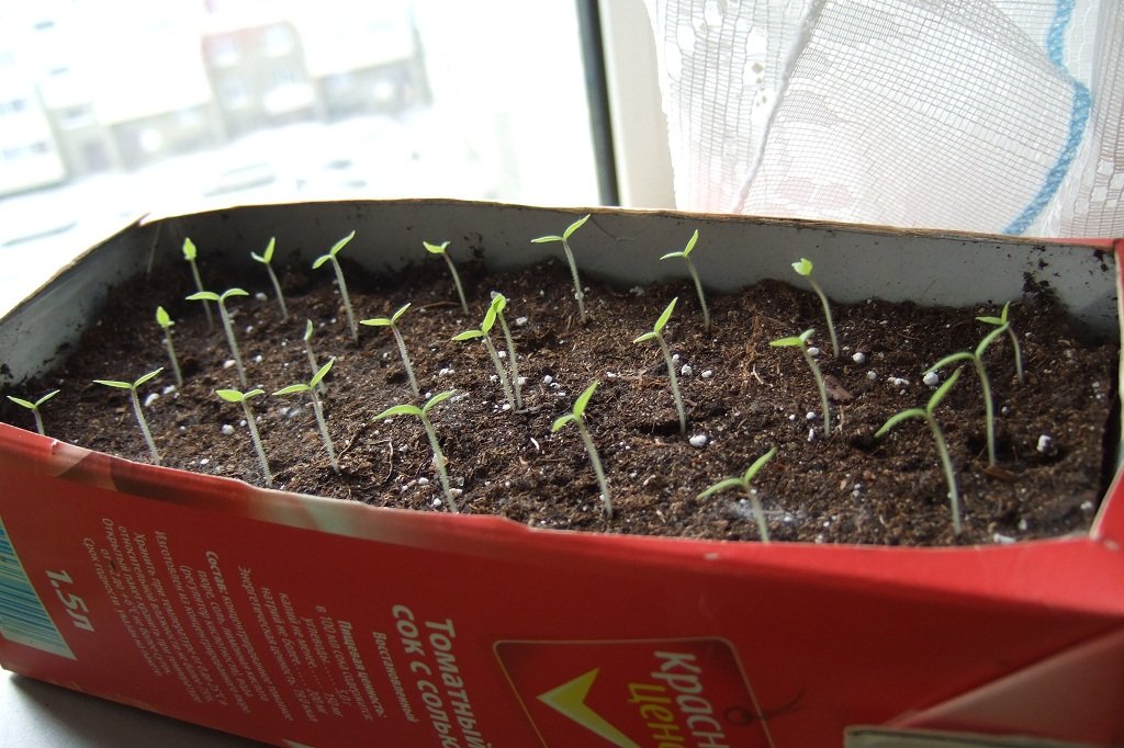 Как выращивать чернику из семян в домашних условиях?