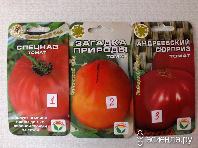 Сорт помидор загадка: описание и характеристика томата, выращивание и уход, фото и видео