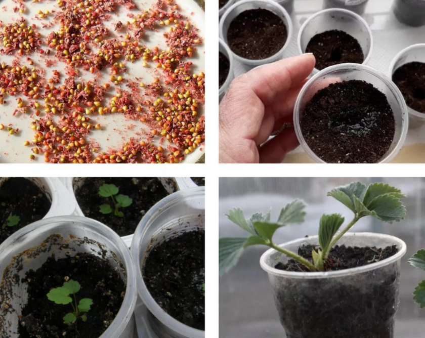 Когда в 2021 сеять семенами клубнику на рассаду, как вырастить садовую землянику: инструкция с видео