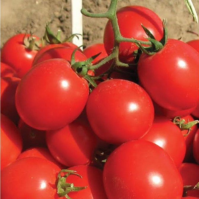 Аврора – один и самых ранних сортов помидоров