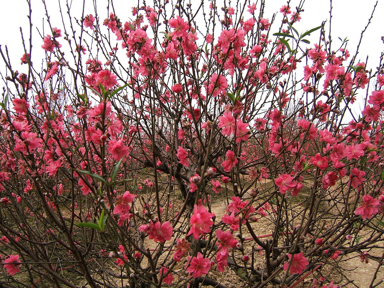 Персик / Prunus persica