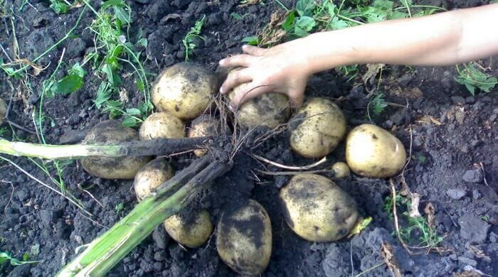 Как быть, если выросла большая ботва у картофеля?