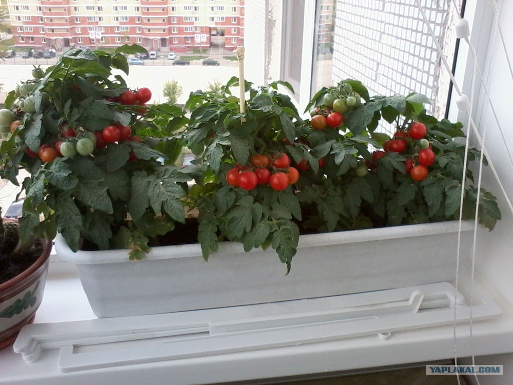 Помидоры на балконе: выращивание в пластиковых бутылках томатов черри