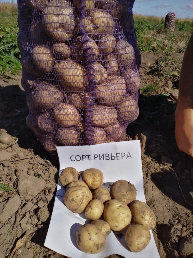 Описание сорта «ривьера». выращивание картофеля и уход за ним