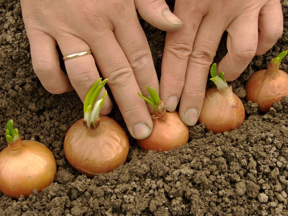 Как вырастить крупные луковицы репчатого лука? секреты и советы. фото — ботаничка.ru