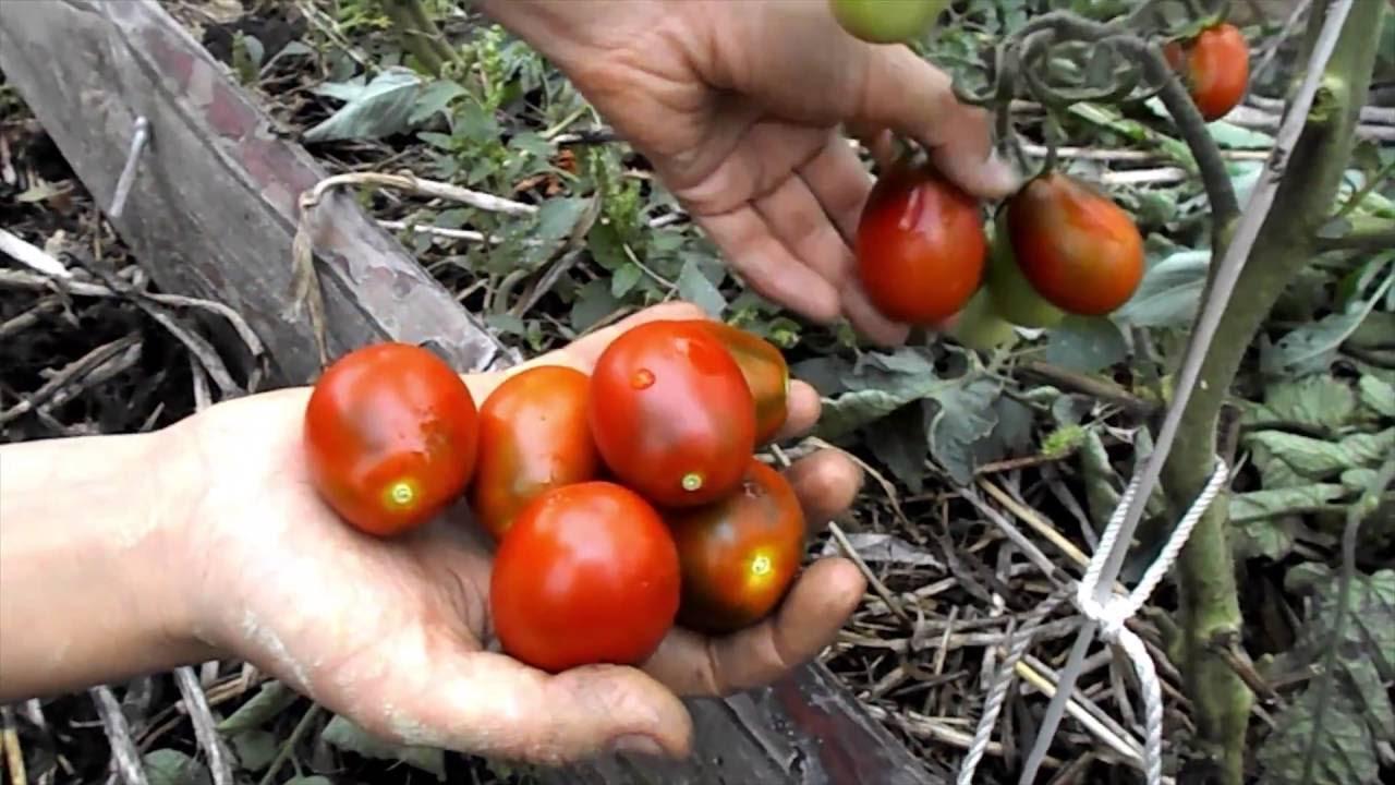 Самые урожайные сорта помидоров