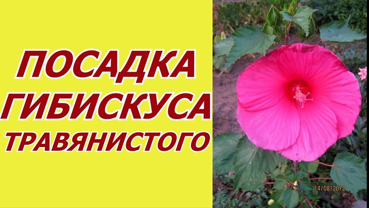 Гибискус травянистый садовый, выращивание, уход и размножение