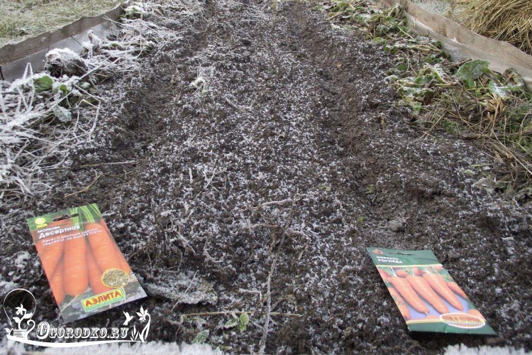 Как посеять морковь под зиму? когда и как сажать морковку осенью? — ботаничка.ru