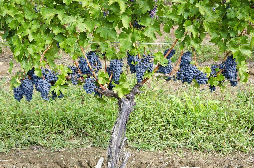 Агротехника выращивания винограда каберне совиньон