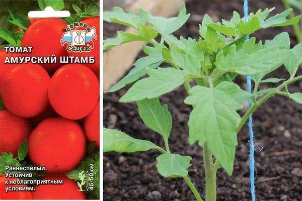 Лучший сорт для любителей раннего урожая — томат амурская заря: описание и характеристики