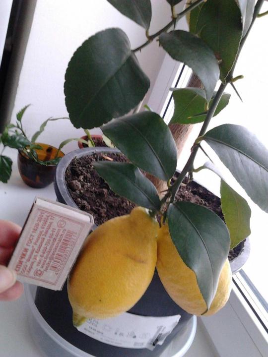 Домашний лимон в горшке: правила ухода, выращивание из косточки, прививание
