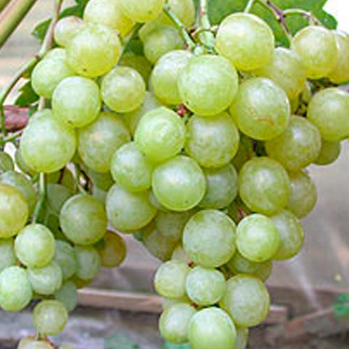 Сорт галбена ноу — один из вкуснейших виноградов - сорта винограда | описание, советы, отзывы, фото и видео