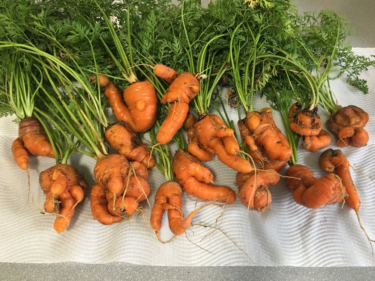 Вредители моркови и борьба с ними: фото, описание и лечение, чем обработать