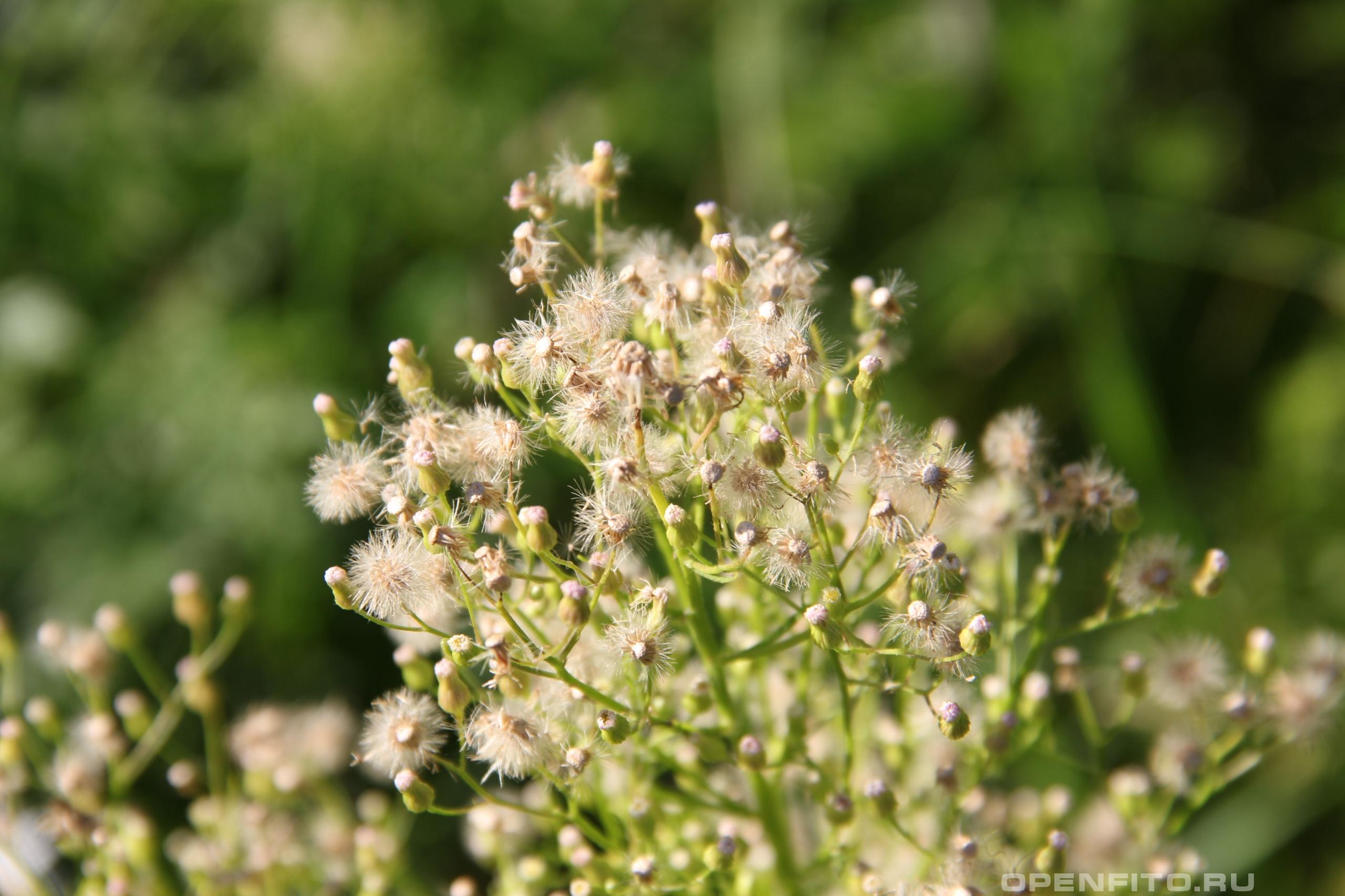 Канадский мелколепестник (заткни гузно): показания к применению и лечебные свойства травы