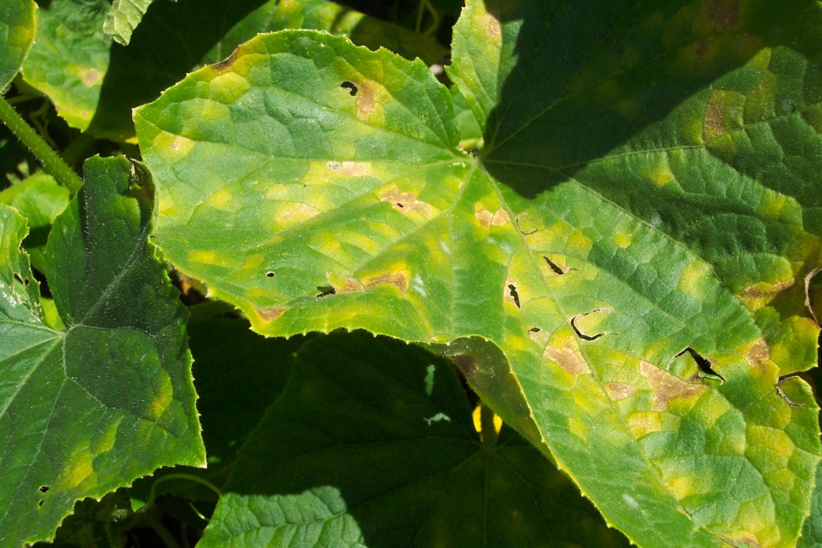 У огурцов на подоконнике сохнут листья: причины, методы лечения