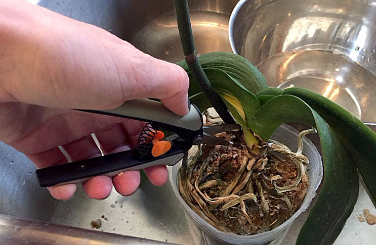 Нужен ли орхидее другой горшок? советы по выбору тары и пошаговая инструкция, как пересадить цветок