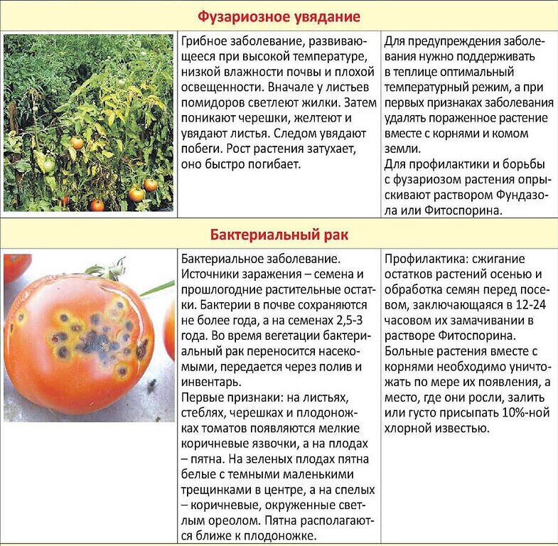 Болезни томатов: описание с фотографиями и способы лечения