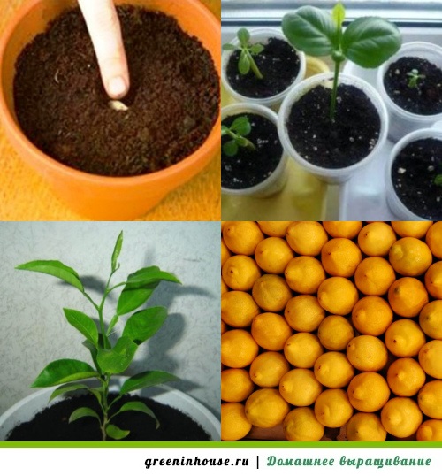 Как посадить и вырастить дерево апельсина из косточки
