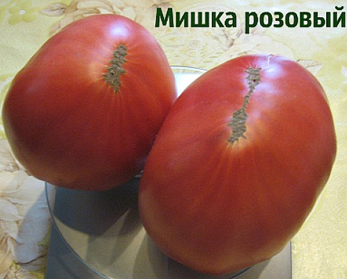 Описание томатов «мишка косолапый»: урожайность, вкус, устойчивость к болезням