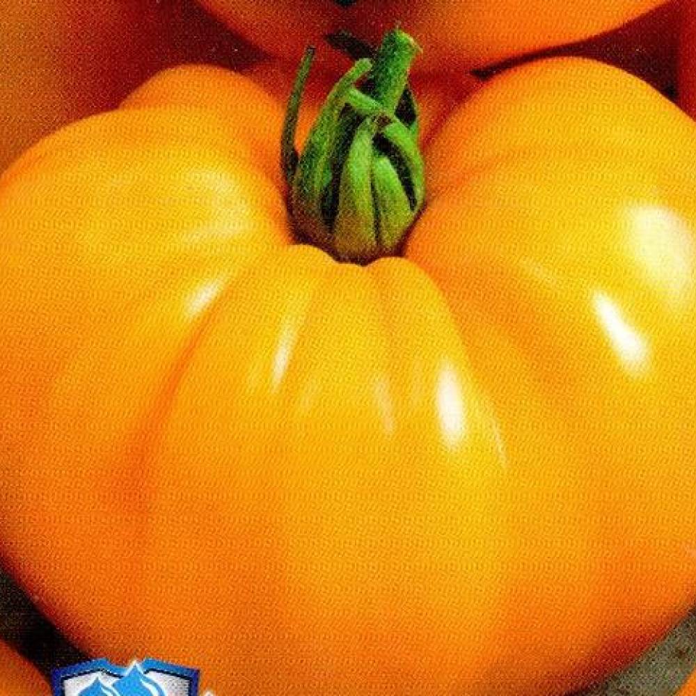 Один из самых полезных и вкусных томатов — оранжевый слон: описание сорта и его достоинства