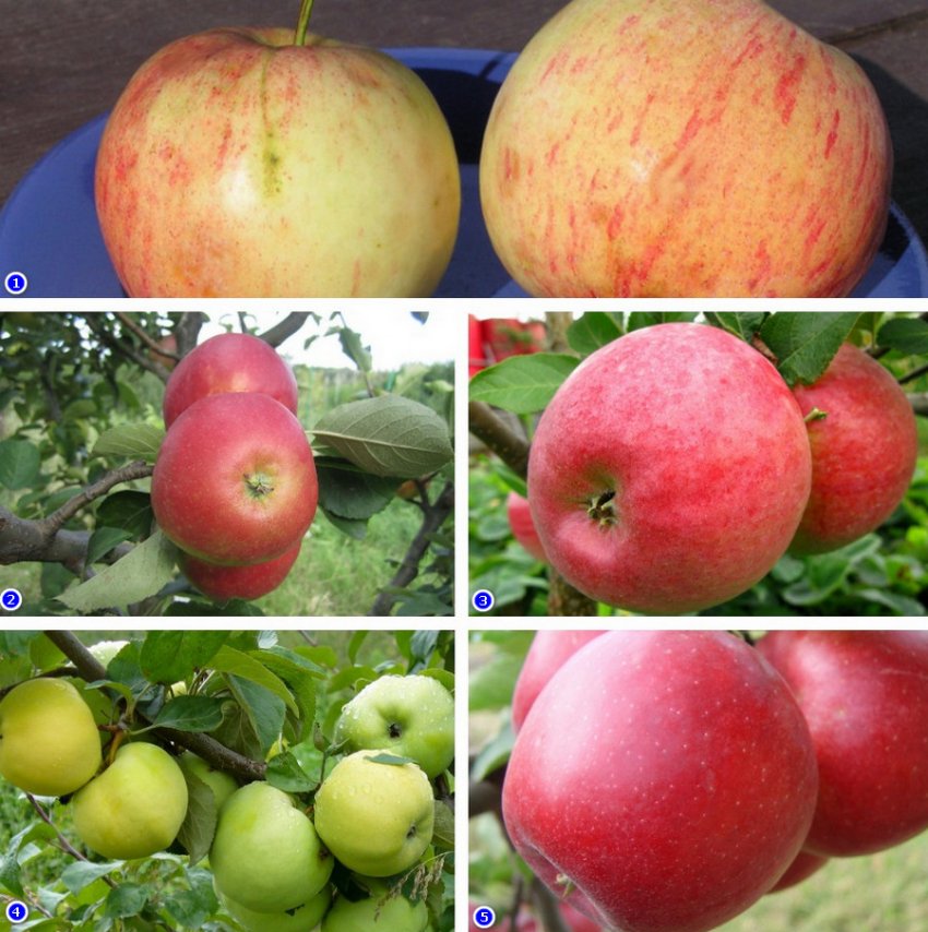Описание сорта яблони избранница: фото яблок, важные характеристики, урожайность с дерева