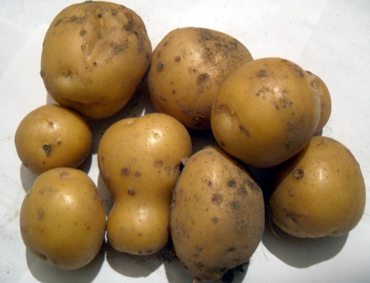 Сорт картофеля тулеевский характеристика фото и описание