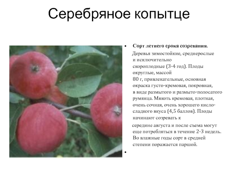 Описание и правила выращивания яблони сорта Серебряное копытце