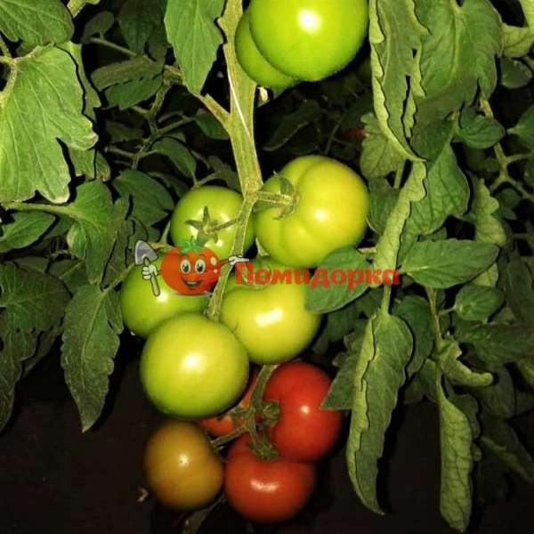 11 голландских сортов томатов для открытого грунта и теплиц, лучшие семена селекции