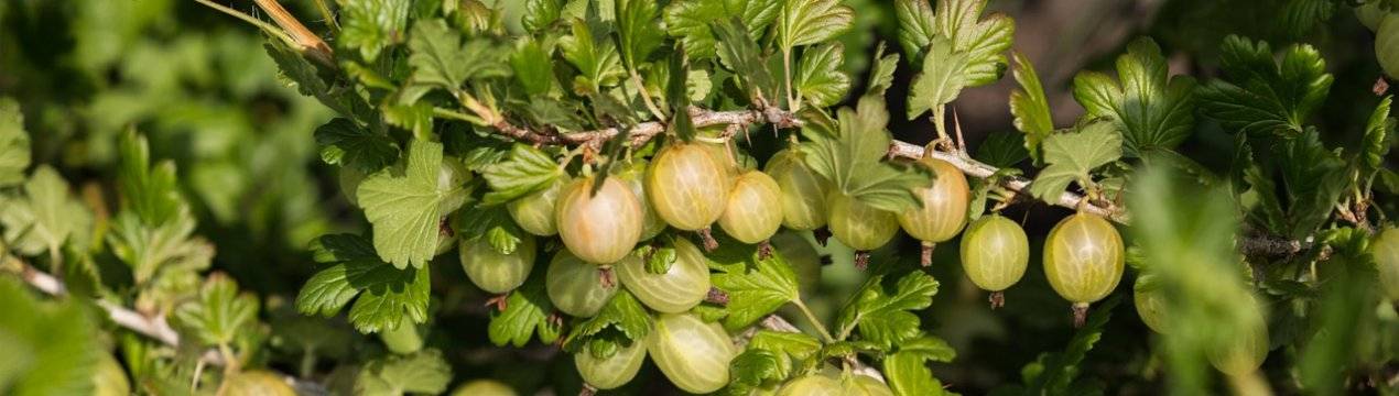 Вырастить виноград из семян? почему бы и нет! на supersadovnik.ru