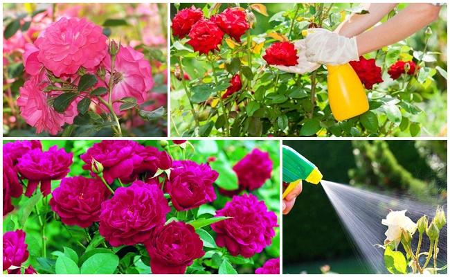 Техника обрезки роз с весны до осени: сроки и правила