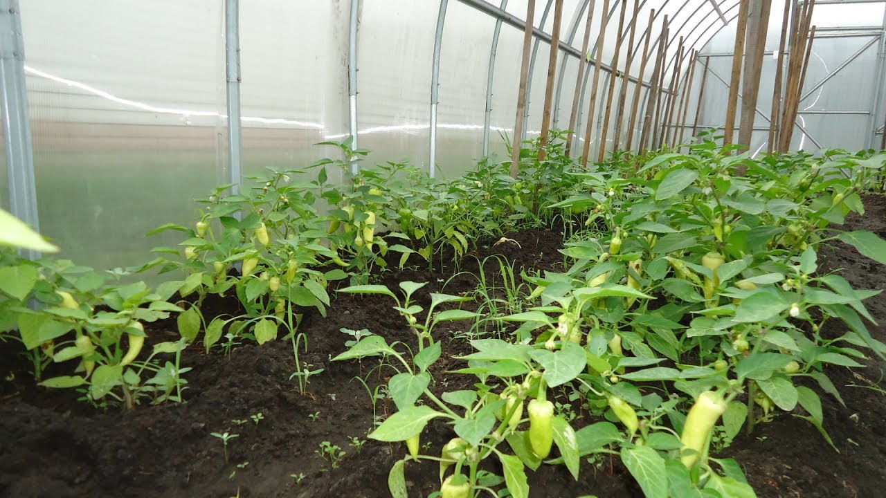 Выращивание перца в теплице – когда высаживать, схема посадки, уход, чтобы был хороший урожай