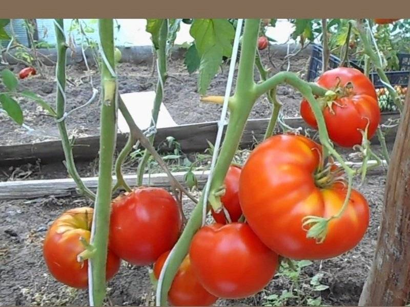 Томат мазарини: описание сорта и характеристика урожайность, отзывы о вкусовых качествах и особенностях ухода, семена помидоров мазарини кардинал